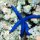 Blauer-Seestern